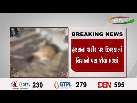 સુરત ભાવનગર-ગીરના જંગલોમાં જોવા મળતું હરણ ડુમસના દરિયાકાંઠે મૃત મળી આવ્યું