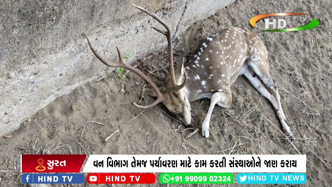 સુરતના ડુમસ વિસ્તારમાં મૃત હાલતમાં હરણ મળી આવ્યું