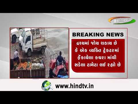 ટામેટા ખાનારા થઈ જજો સાવધાન..તમારા ભોજનમાં કચરા પેટીમાંથી ઉઠાવેલા સડેલા ટામેટા તો નથી ને