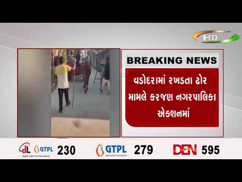 વડોદરામાં રખડતા ઢોર મામલે કરજણ નગરપાલિકા ઍક્શનમાં