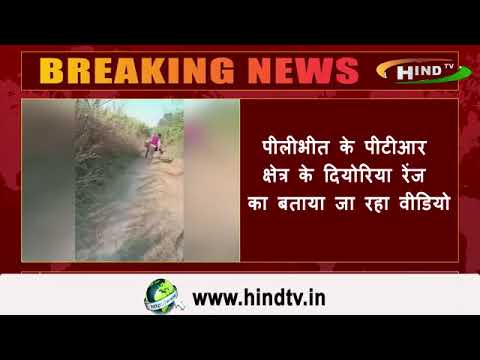 पीलीभीत में वन विभाग के अधिकारियों का शिकारियों को नहीं रहा डर,