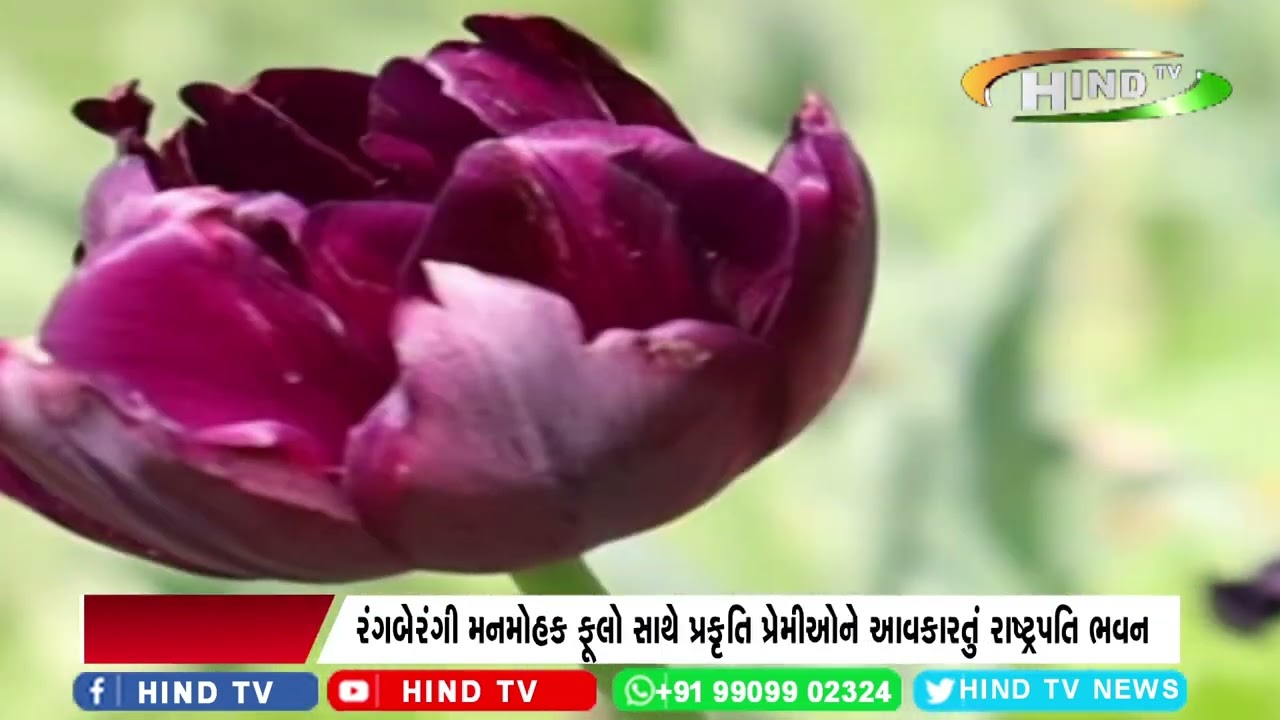 રંગબેરંગી મનમોહક ફૂલો સાથે પ્રકૃતિ પ્રેમીઓને આવકારતું રાષ્ટ્રપતિ ભવન