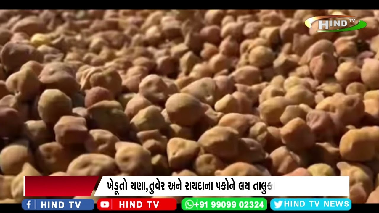 સરકાર 90 દિવસ માટે તુવેર,ચણા અને રાયદાની ટેકાના ભાવે ખરીદી કરશે