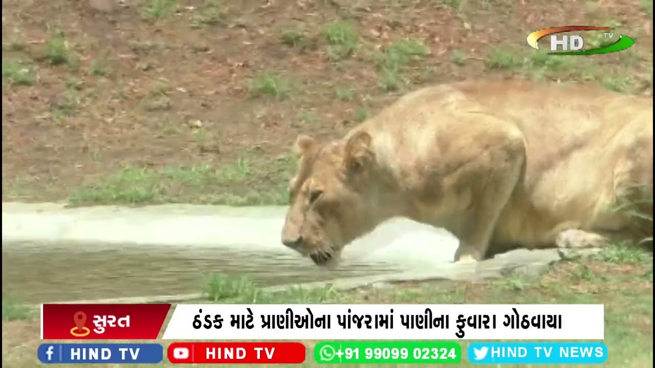 સુરતમાં ગરમી વધતા જ સરથાણા ઝૂમાં કરાઈ ખાસ વ્યવસ્થા