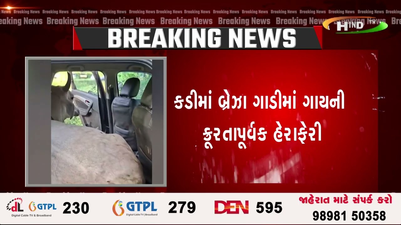 કડીમાં બ્રેઝા ગાડીમાં ગાયની ક્રૂરતાપૂર્વક હેરાફેરી