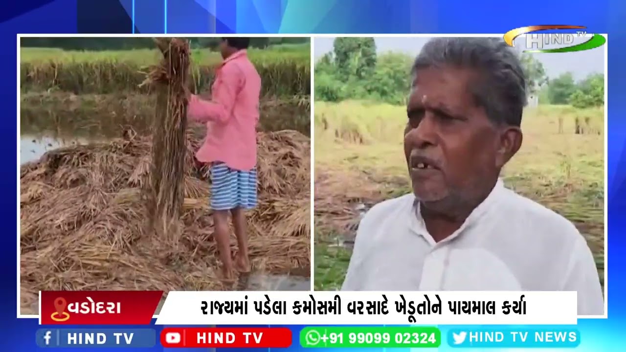 રાજ્યમાં પડેલા કમોસમી વરસાદે ખેડૂતોને પાયમાલ કર્યા